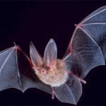 bat